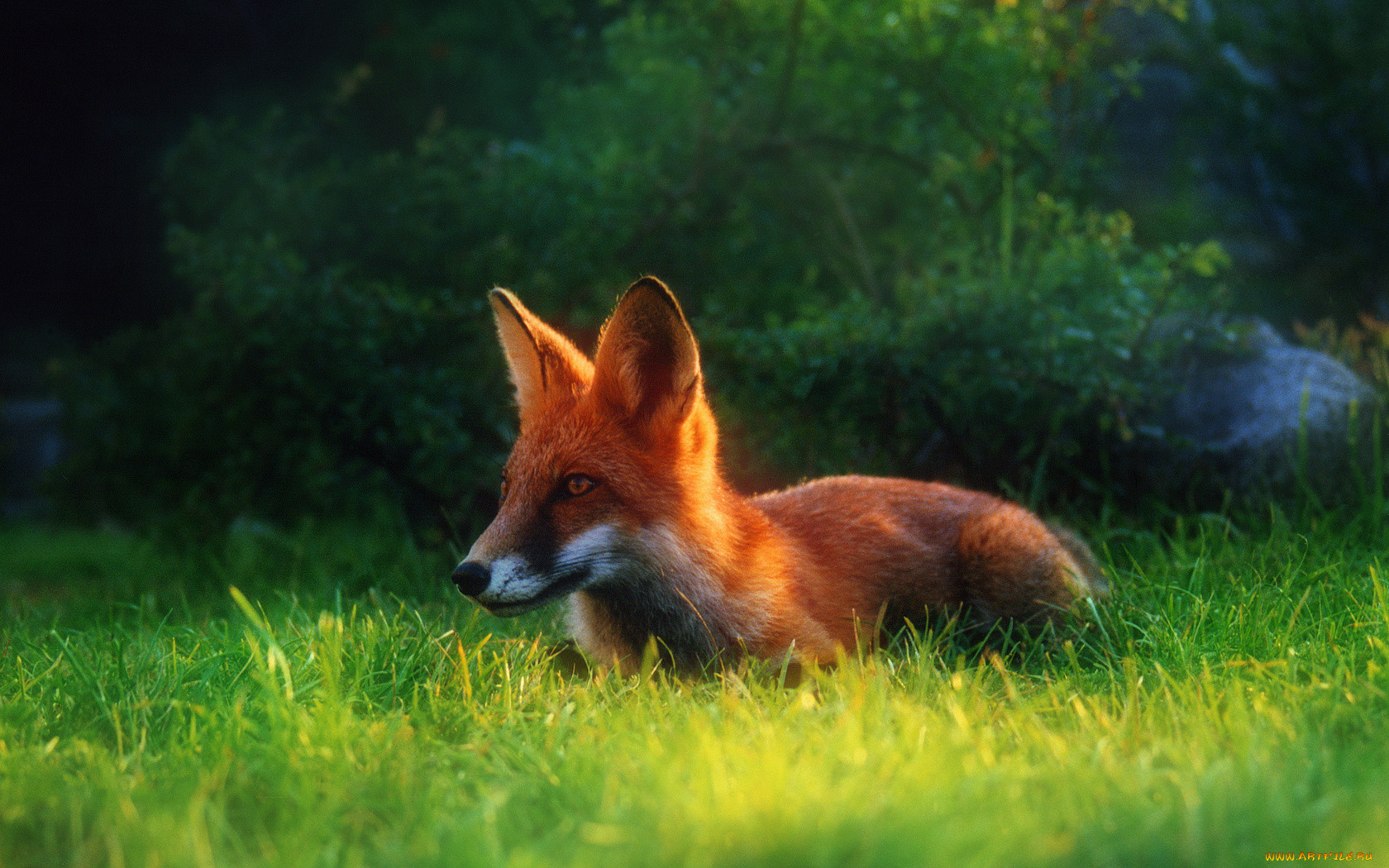 fox, , , , , 